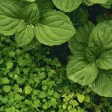 Increase Your VO2 Max Naturally with the Popular Herb Peppermint