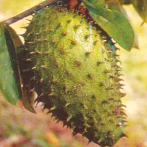 The soursop fruit is considered to be strong against cancer but the graviola tree extract is even stronger according to a 1997 Purdue study. 