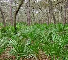 The Health Benefits of Saw Palmetto (Great for Men’s Hair Loss, Impotence Problems and More)