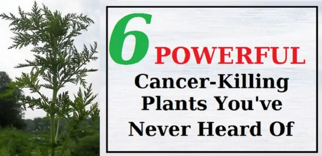 6 devastating cancer killers althealthworks Google Search