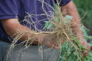 Palmer Amaranth roots, from the University of Delaware's Carvel REC Flickr page. 