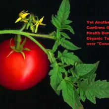 Yet Another Study Confirms the Bonus Health Benefits of Organic Tomatoes vs. “Conventional”