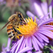 Bee-Killing Pesticides Found in Supposedly “Bee Friendly” Plants From Home Depot, Lowe’s and Walmart – Time to Take Action