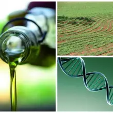 Researchers Say: This Oil Protects Your Body From Damage Caused by Monsanto GMOs