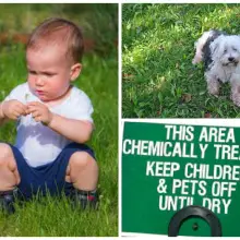 Are Chemical Companies Telling the Truth About How Long to Stay Off of Lawns After Spraying?