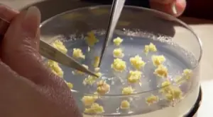 Leptins from the original GM potato are tested by Scottish scientists, scene from the movie 'The World According to Monsanto.' 