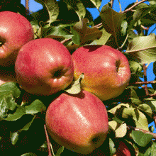 If Europe Won’t Eat Our Apples, Why Should You?