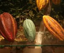The Three Main Varieties of Cacao Beans