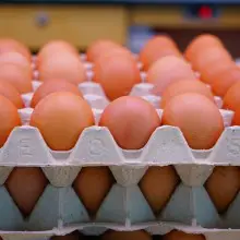 Free-Range or Pastured? Demystifying What Egg Carton Label Claims Actually Mean