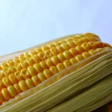 Man Developing New “Organic Ready” Corn for Stopping GMO Contamination
