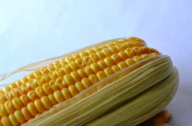 Organic corn is easily contaminated by GMO crops.
