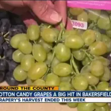 Demand Rising for Extra Sweet “Cotton Candy Grapes” (with Video)