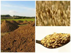 Nature's Path is buying and converting farmland to grow crops such as oats for its cereals. 