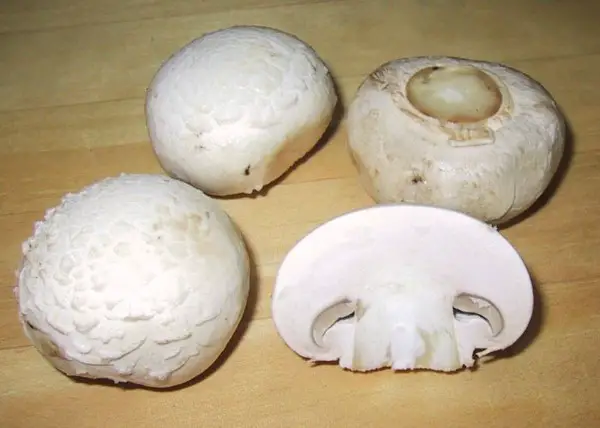 mushroom toxins