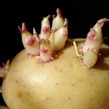 Don’t Let Your Potatoes Go Bad! Do These Simple Things to Keep Them From Sprouting.