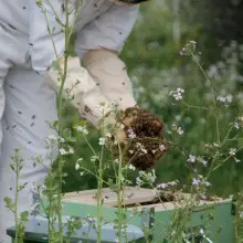 100,000 German Beekeepers Defy Agricultural Minister, Call for Nationwide GMO Ban