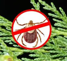 How to Keep Ticks from Biting You with One Simple Natural Remedy