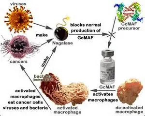 A diagram of how GcMAF works. Watch the video below for more info. 