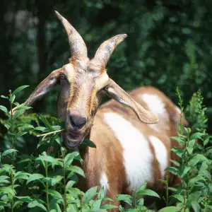 goat-620474_1280