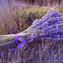 50+ Traditional Uses for Lavender You May Not Have Known About