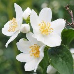 mock-orange-505456_640