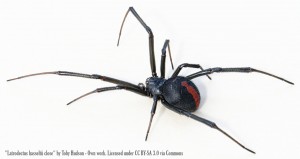 Latrodectus_hasseltii_close