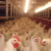 6 Horrifying Facts about Chickens: A Wake-Up Call for the Meat Industry