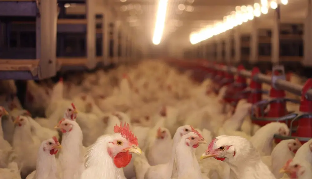 chickens waste industry