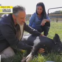 Former Comedian Jon Stewart Buys Farm, Creates Sanctuary for Abused Factory Farm Animals