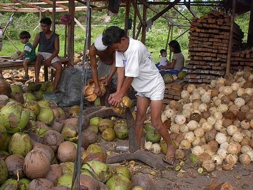 A coconut de-husking farm. Via BuyCoconutOil.com