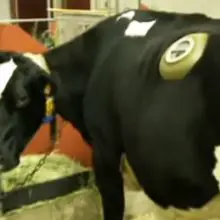 The Agriculture Industry Has Been Drilling Holes in Live Cows (Shocking Video)