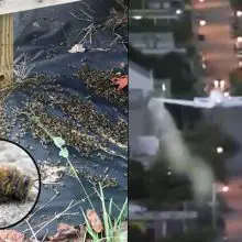 “Like It’s Been Nuked” — Millions of Bees Dead After Zika Spraying in South Carolina (with video)