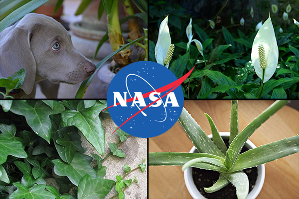 nasa-plants