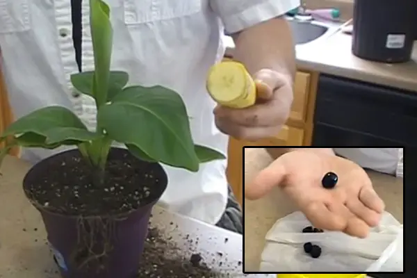 banana-plant