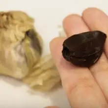 Black garlic has a higher antioxidant and anti-microbial value than regular garlic. Here’s how to make it at home