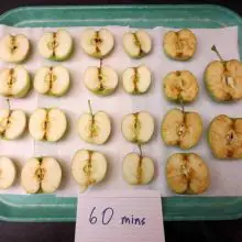 Three New Genetically Engineered “Non-Browning” GMO Apples Are Hitting Store Shelves! Here is How to Avoid Them