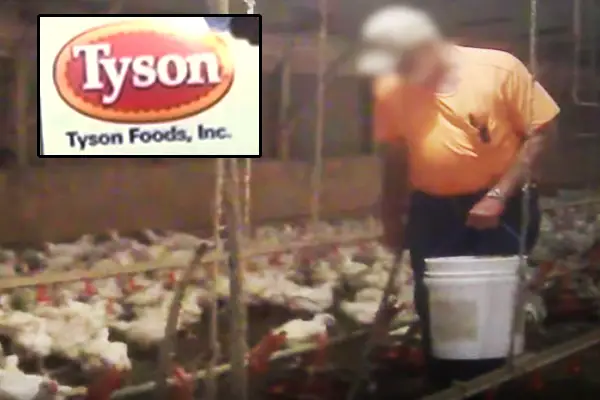 video-mcdonalds-chickens-mistreatment