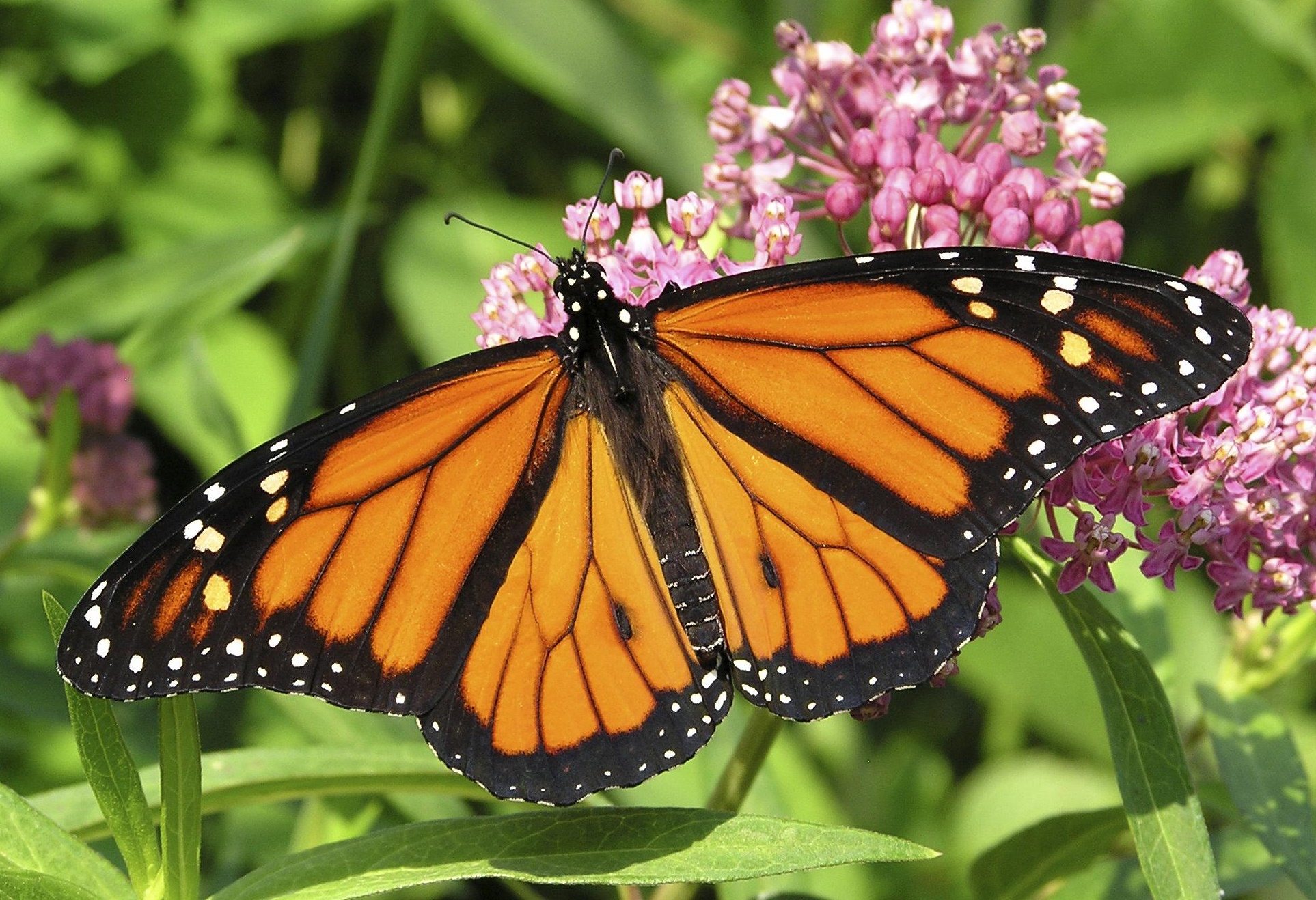 monarch-decline-althealthworks