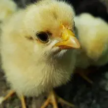 If You Live in THIS City, You Can Now Be Paid to Have Backyard Chickens. Here’s How…