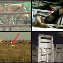Pharmaceutical Companies Torture Horses in a Controversial Procedure with ZERO Regulations to Obtain an Ingredient Used in Drugs (Undercover Video)