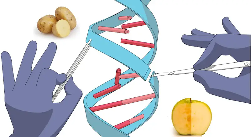 gene editing crispr mutations