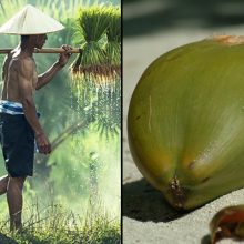Traditional Indonesian Culture Possesses Natural Strength and Muscle Mass — All Thanks to the Humble Coconut