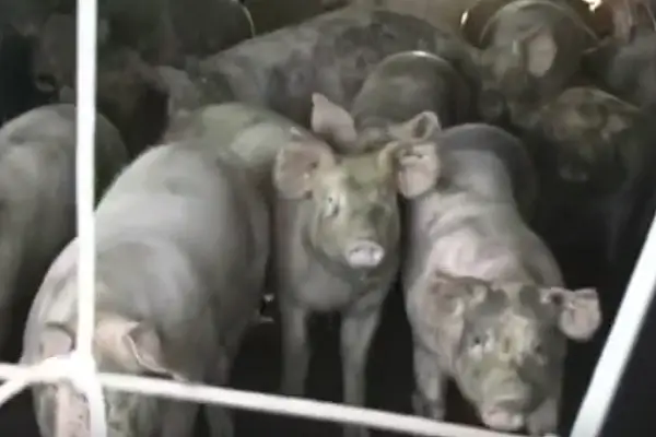 pigs on a farm