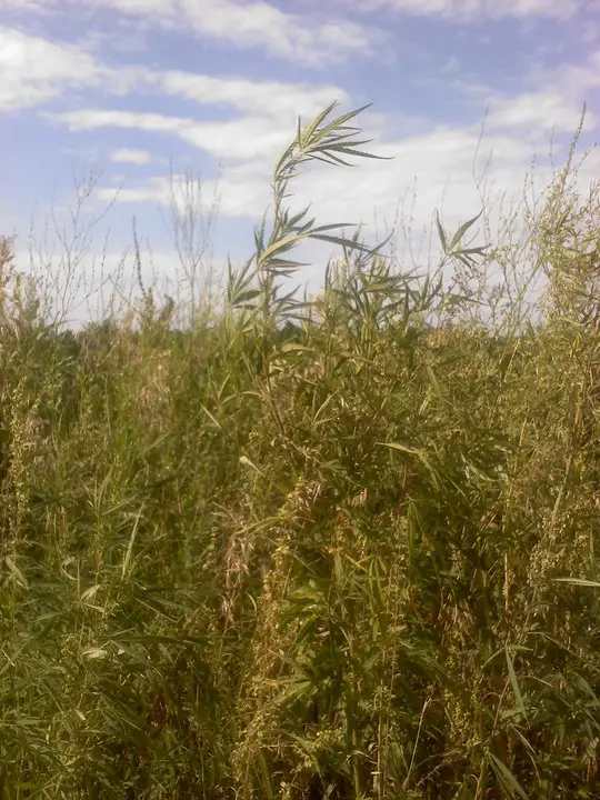 hemp growing wild