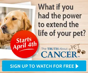 pet cancer