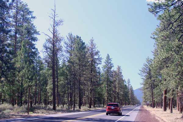 pine trees oregon bayer pesticides