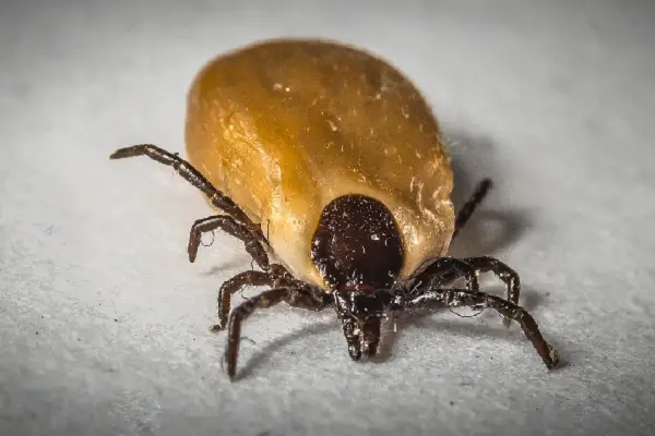 top cities for ticks in the US