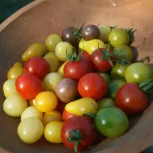 Three-Step Heirloom Tomato and Summer Fruit Salad Recipe (Packed Full of Antioxidants, Vitamin C, Gut Health Benefits and More)