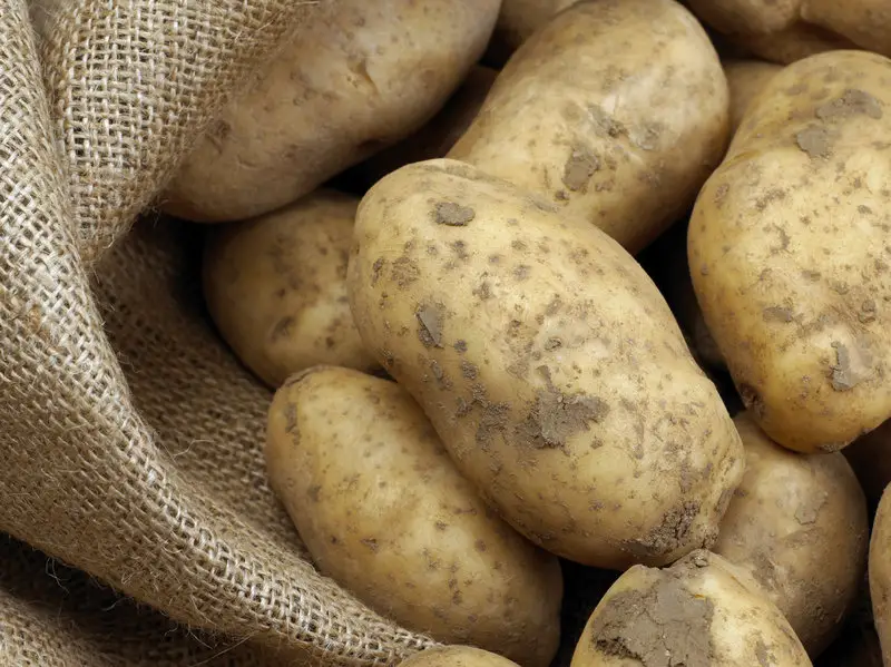 gmo potatoes at risk