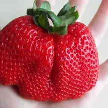 Monsanto’s $125 Million Deal to Flood The Market With New GMO Strawberry, Wheat & More